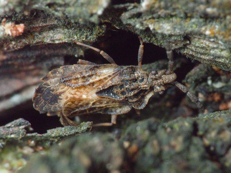 Aradus depressus (Fabricius, 1794)